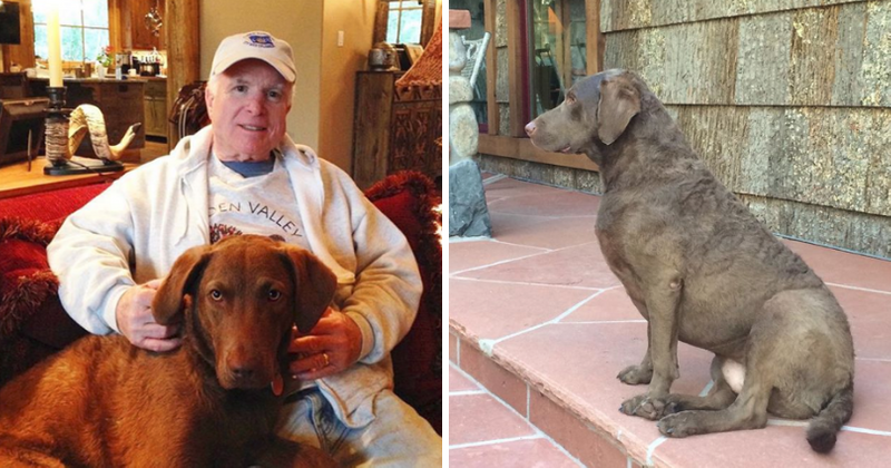 John McCain's beloved dog Burma dies in "tragic accident" in family's Arizona ranch