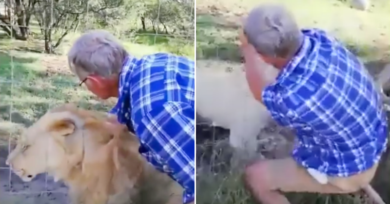 Man has arm almost ripped off after trying to stroke lioness by reaching into enclosure