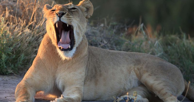 Man has arm almost ripped off after trying to stroke lioness by reaching into enclosure