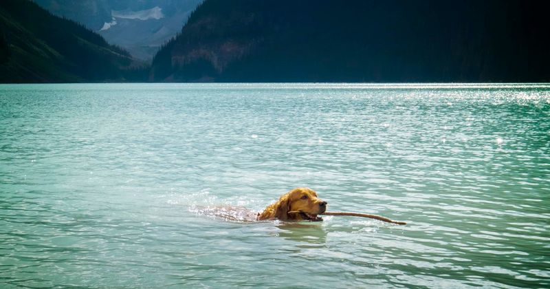 Dog found swimming in rough seas 130 miles off Thailand shore rescued by oil rig workers
