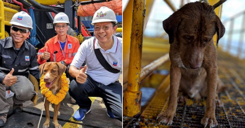 Dog found swimming in rough seas 130 miles off Thailand shore rescued by oil rig workers
