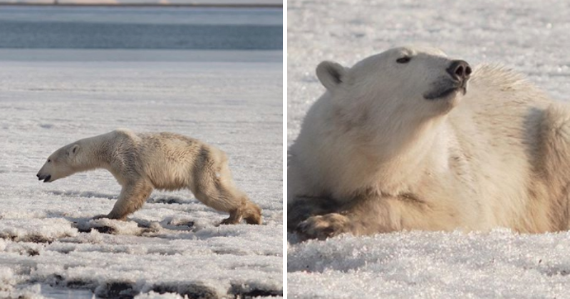 'Exhausted' and starving polar bear found wandering 400 miles away from home