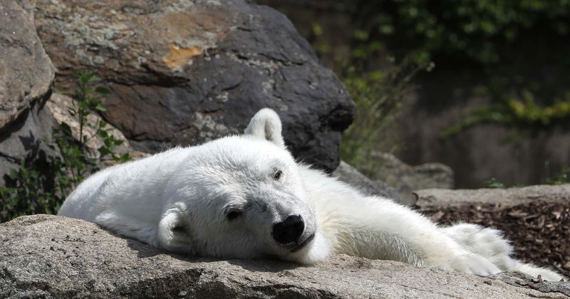 'Exhausted' and starving polar bear found wandering 400 miles away from home