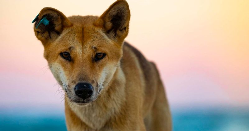 Hero father fights off dingo who dragged baby son from van in the middle of night