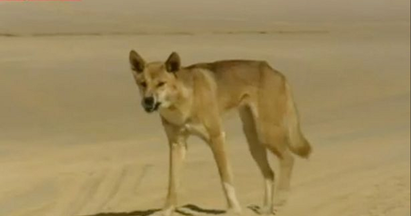 Hero father fights off dingo who dragged baby son from van in the middle of night