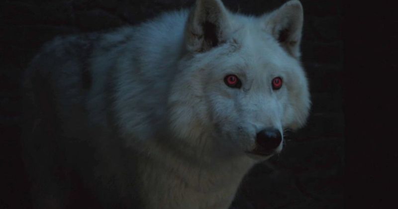 Jon Snow's dire wolf Ghost appears in 'Game of Thrones' season 8 and fans are livid that he was ignored