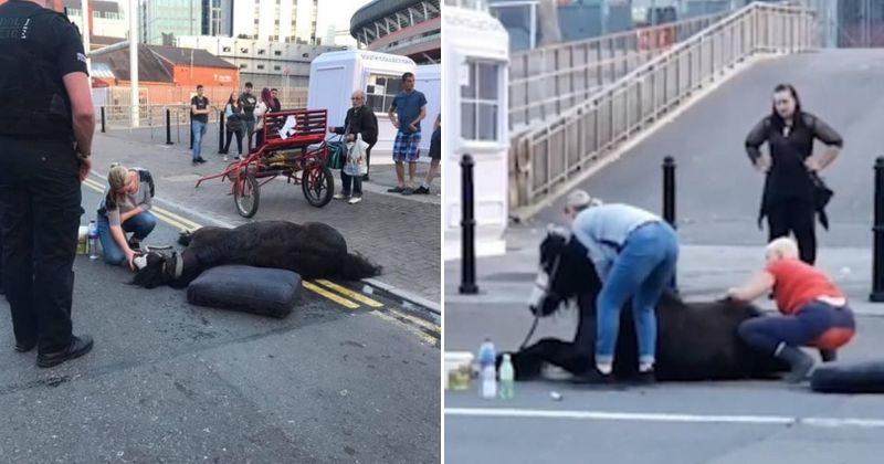 Pregnant horse collapses after 'suffering heatstroke from pulling a cart' in blazing sun, two arrested