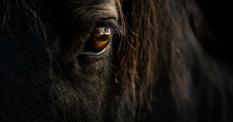 Pregnant horse collapses after 'suffering heatstroke from pulling a cart' in blazing sun, two arrested