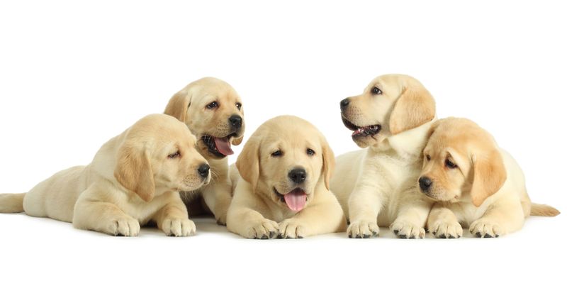 Woman dumps seven puppies in trash can at Coachella, the internet wants her punished for 'despicable' act
