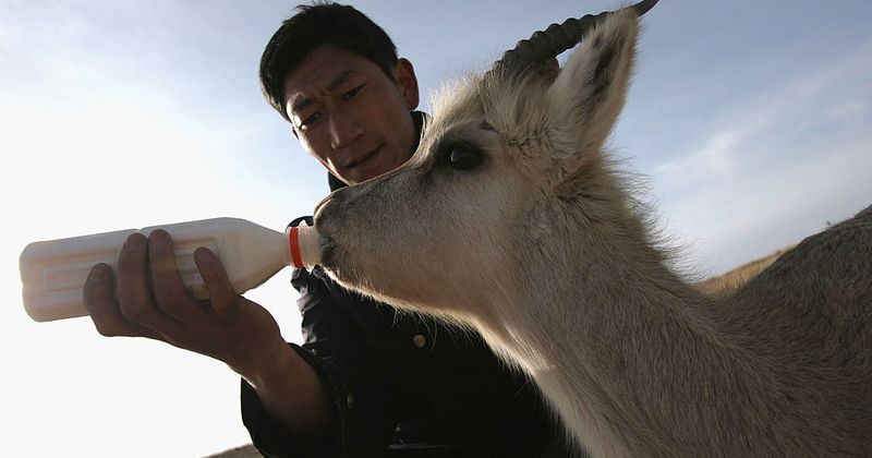 Rare Tibetan Antelope continues to be hunted by the hundreds to make expensive $20,000 scarves