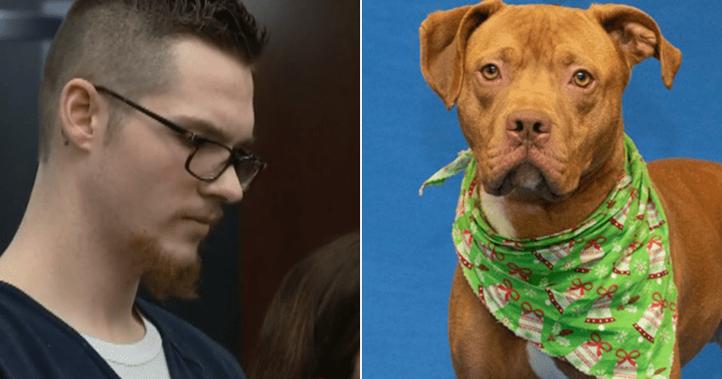 Michigan man gets triple the recommended prison sentence after he brutally tortured and stabbed his adopted dog