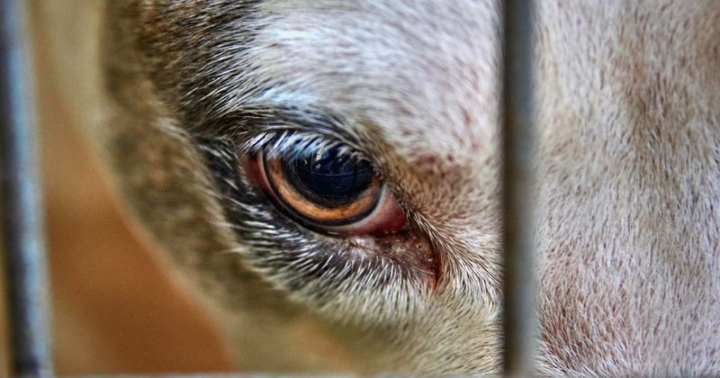 Michigan man gets triple the recommended prison sentence after he brutally tortured and stabbed his adopted dog