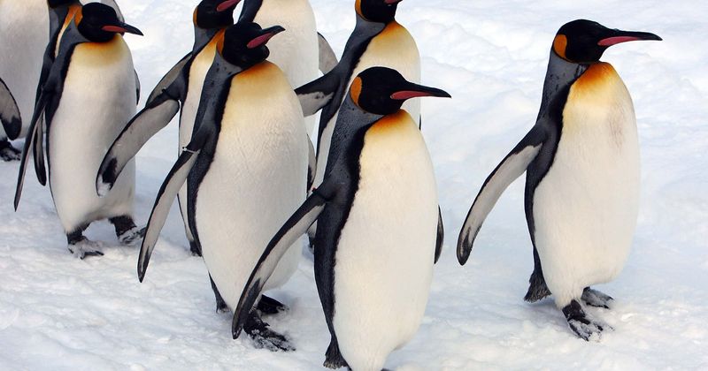 Thousands of emperor penguin chicks die in massive catastrophe in Antarctica