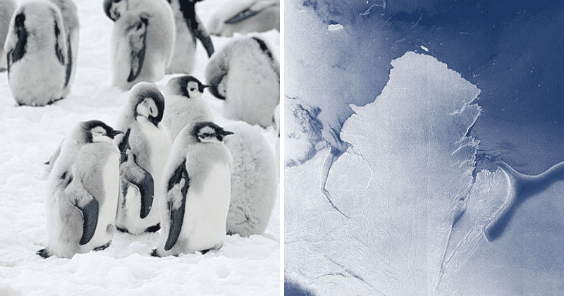 Thousands of emperor penguin chicks die in massive catastrophe in Antarctica