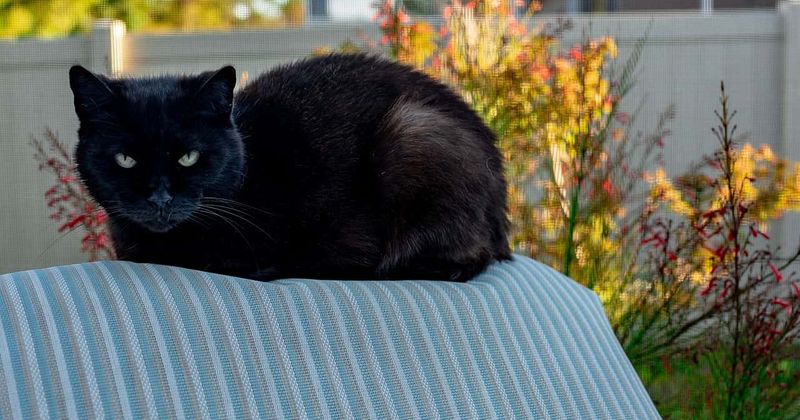 Australia plans to kill 2 million cats by airdropping poisonous sausages, trapping and shooting them