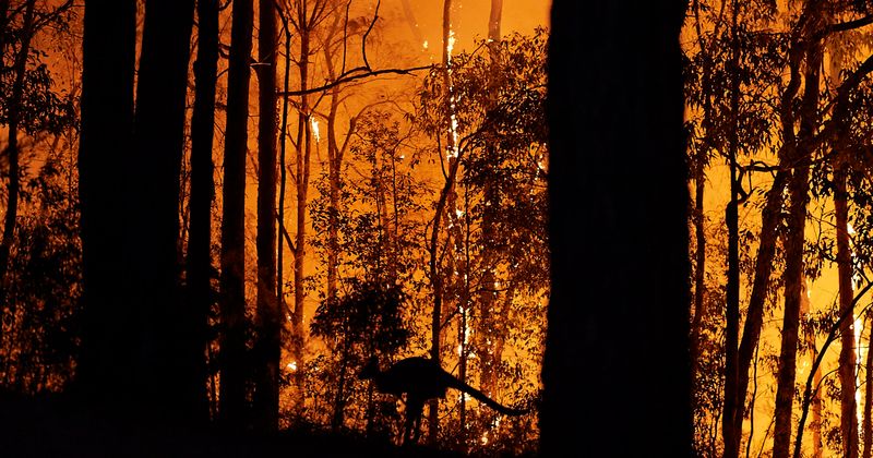 Fire blazes through Ashdown Forest, Winnie the Pooh's 'Hundred Acre Wood'