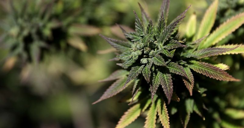 Rastafarian church files lawsuit against Madison City for cracking down on its marijuana smoking ritual: 'A foolish dog barks at a flying bird'