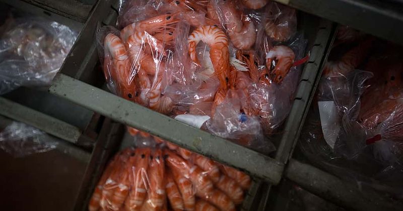 Scientists find traces of cocaine, banned pesticides in shrimps in Suffolk rivers, claims new study