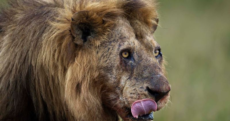 Photos show over 100 malnourished lions being bred for their bones in South African facility