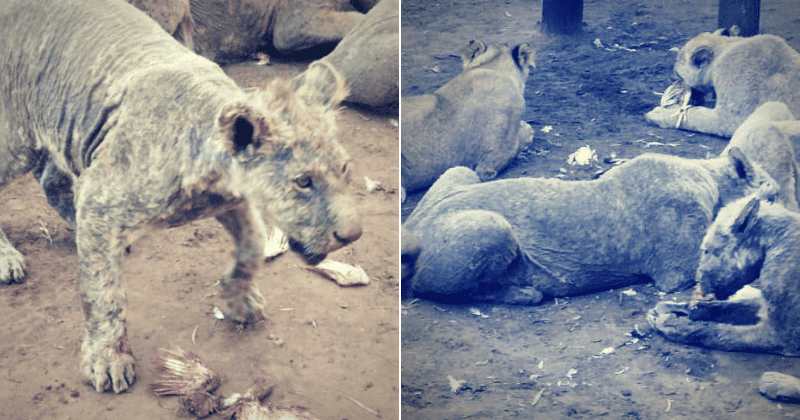 Photos show over 100 malnourished lions being bred for their bones in South African facility