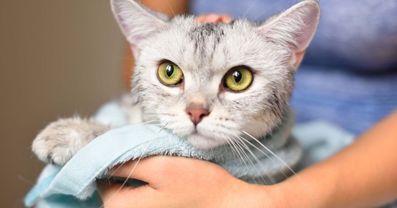 Teen apologizes after he was caught on camera laughing after throwing cat into brick wall