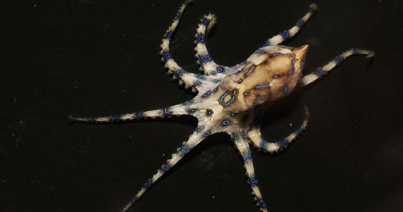 Octopus gets its revenge on woman live streaming herself trying to eat the sea creature alive