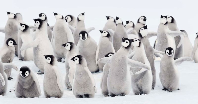 Thousands of emperor penguin chicks are drowning as sea ice disappears from the Antarctic, warns expert