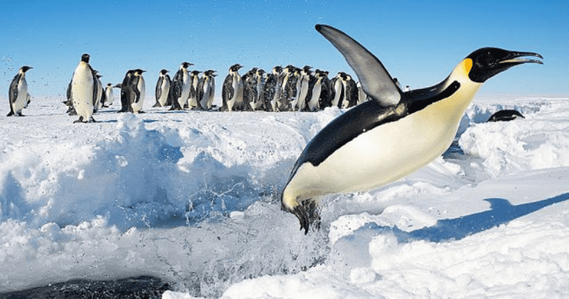 Thousands of emperor penguin chicks are drowning as sea ice disappears from the Antarctic, warns expert