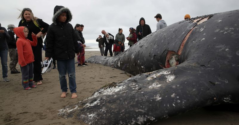 Another emaciated whale carcass washes ashore amid mysterious rise in 'starving' sea mammal deaths along West Coast