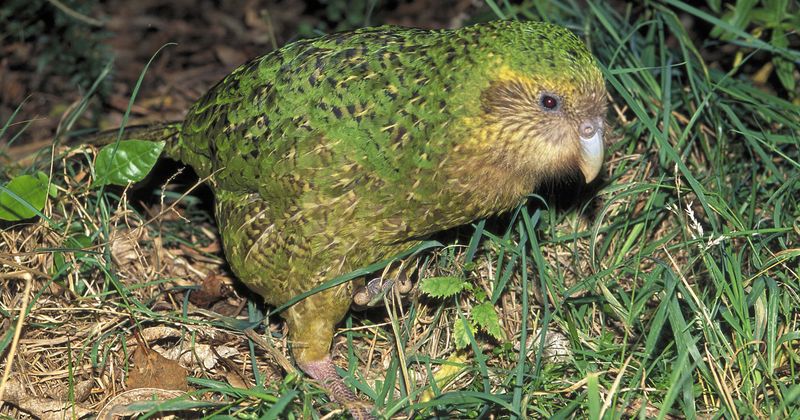 Endangered kakapo parrot becomes first bird to undergo brain surgery, makes 'remarkable recovery'