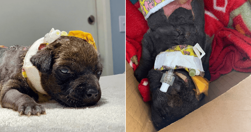 Pup with third-degree burns found in Coachella Valley dumpster, $10,000 reward for info on perpetrator