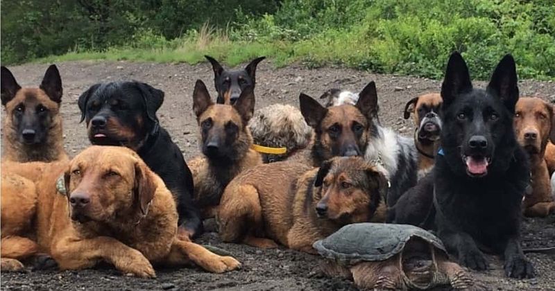 Massachusetts teen mauled to death by dogs he was caring for: 'Things like that should never happen to anybody'