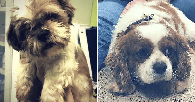 Multiple cases of disease that can be transmitted from dogs to humans confirmed by Iowa state department
