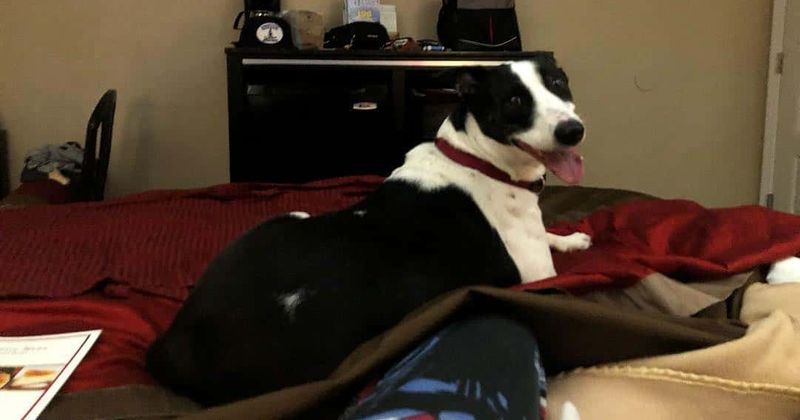 From being almost euthanized in Saudi Arabia to being a service dog for a veteran in Arizona, Newton has come a long way