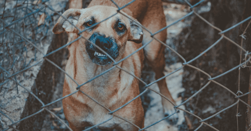 Cats banned from going outside, dogs to be seized for barking too loudly under new Australian law