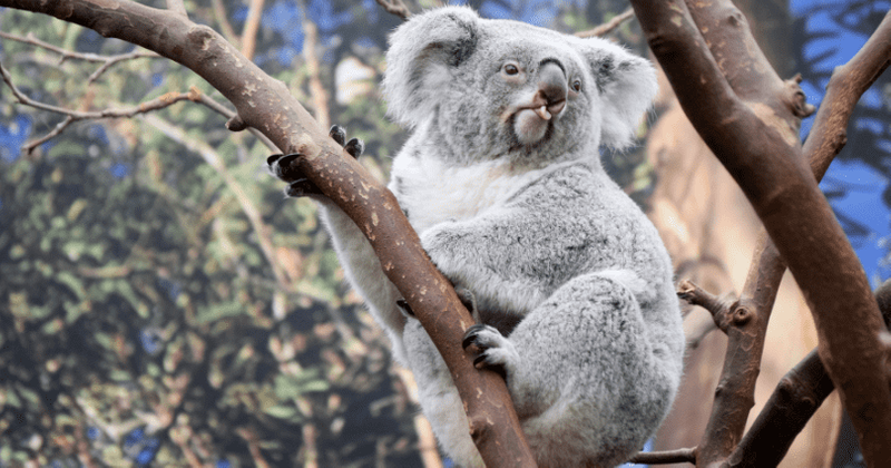 With the koala becoming 'functionally extinct', here's what needs to be to done to save the species