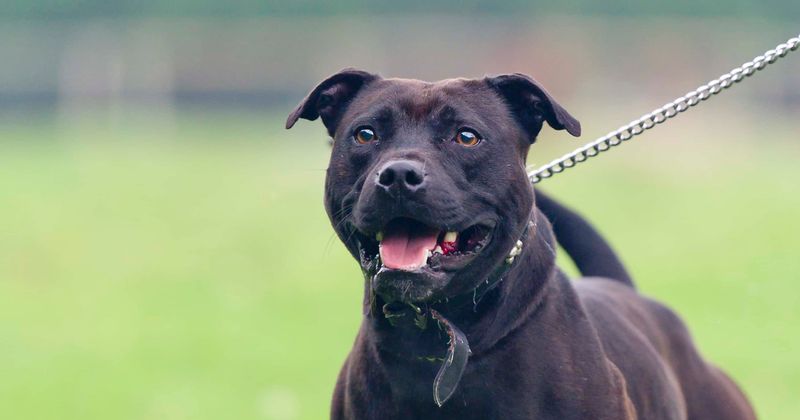 Rogue pit bull chases down and attacks group of children, leaves three injured and hospitalized