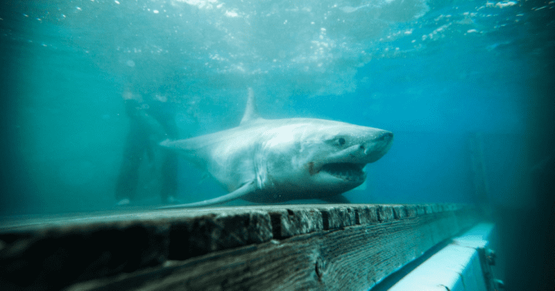 Great white shark tracked to Long Island Sound for the first time as researchers say it may have been following bait fish