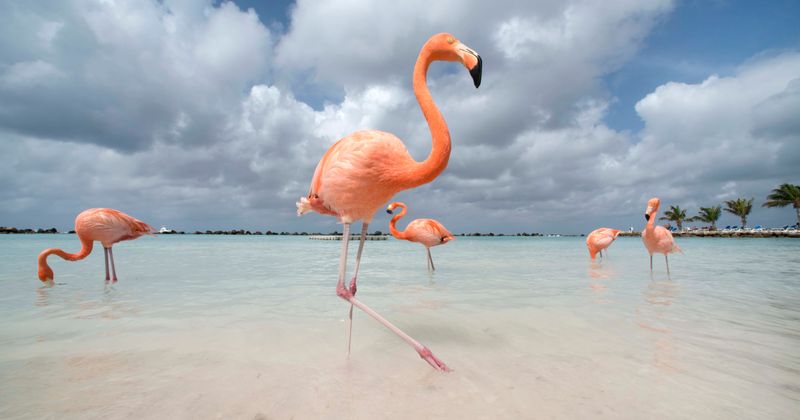 Illinois zoo euthanizes flamingo after rock thrown by elementary school student breaks its leg
