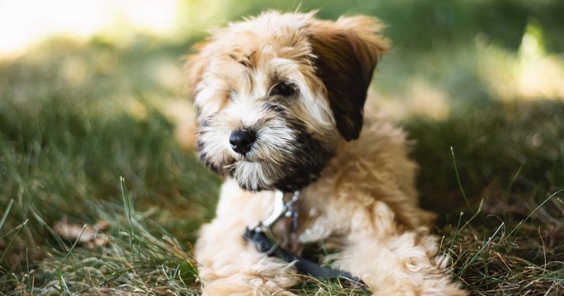Virginia woman's young, healthy dog euthanized to fulfill her dying wish of being buried with her pet