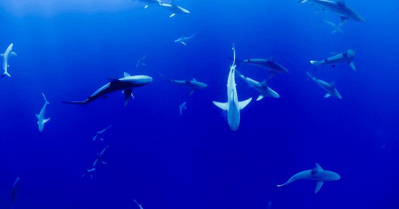 65-year-old California man dies after shark 'ripped off his left leg' while swimming off the coast of Maui