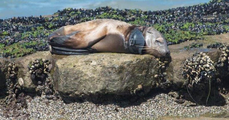 Severely malnourished sea lion pup with diver's mask wrapped around its neck rescued