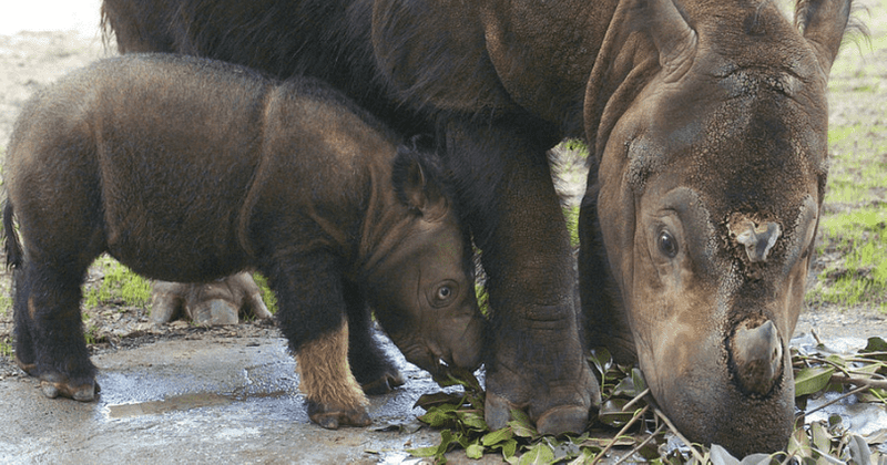 Death of last male Sumatran rhino jolts conservation efforts, but all is not lost for the species