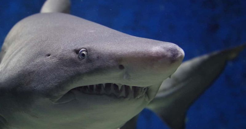 Man punches shark 5 times before it lets his daughter go in attack that cost her a leg and a few fingers