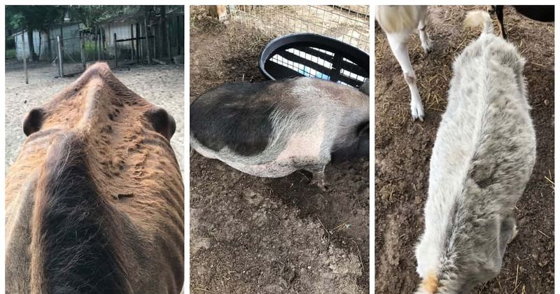 Shocking photos show starving, malnourished animals left without food or water at Florida home