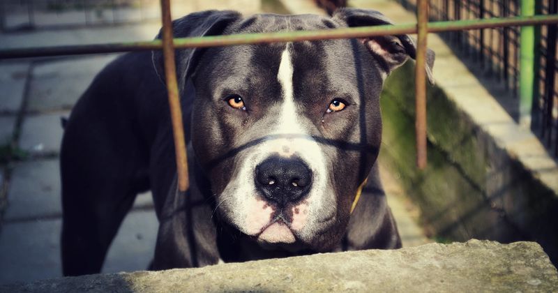 3-year-old New York girl attacked by uncle's two pit bulls remains hospitalized with 'severe injuries'