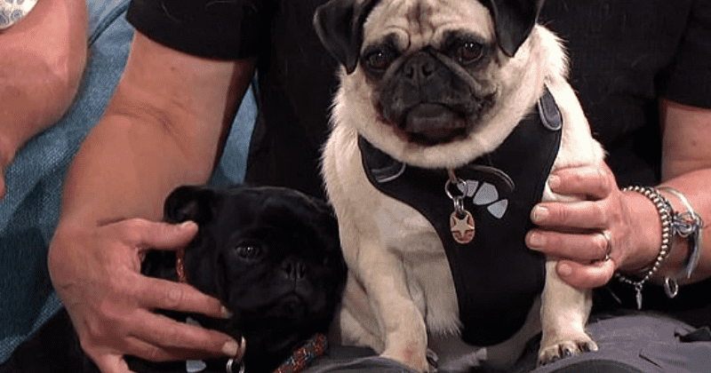 Vet says her two female pugs are in a lesbian relationship as they 'lick each other' and one 'mounts' the other