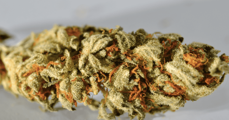 Louisiana woman may be the first person to die from a THC overdose, claims coroner