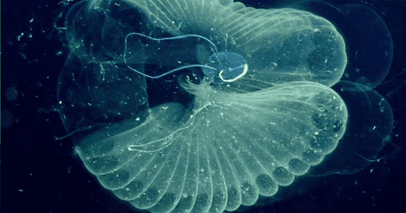 PET plastic used extensively in consumer products has permeated the deep sea water column and entered the food chain