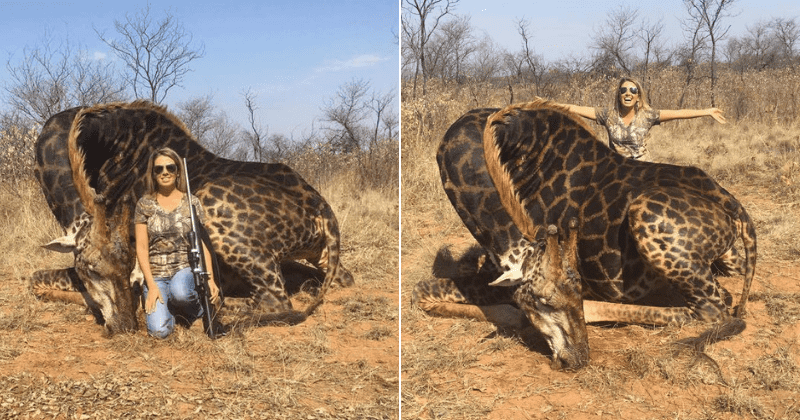 American huntress kills rare black giraffe, eats it and even makes a gun case out of its skin: 'He was delicious'